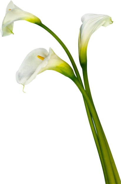 Calla Lily Flower