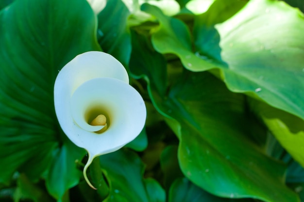 Calla lily from above