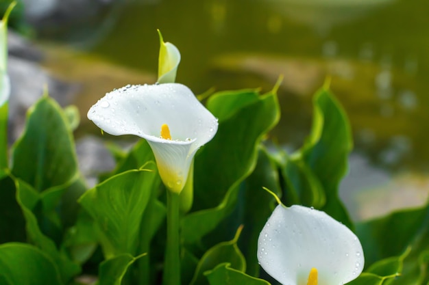 Calla's met blaadjes in de tuin