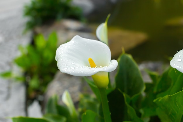 Callas with leafs at the garden