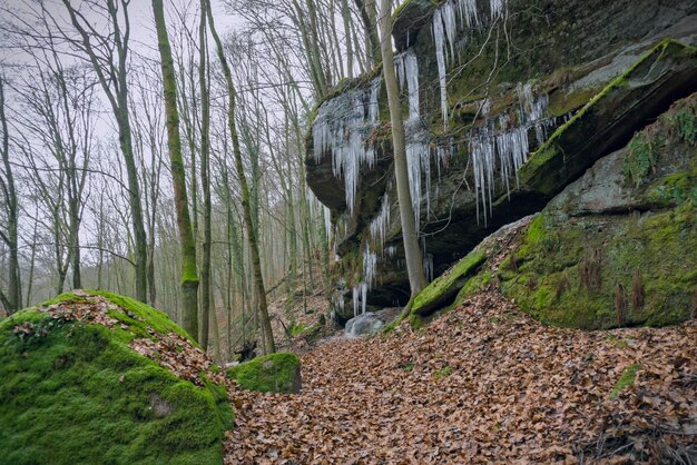 Foto la cosiddetta grotta dell'orso nella foresta del palatinato