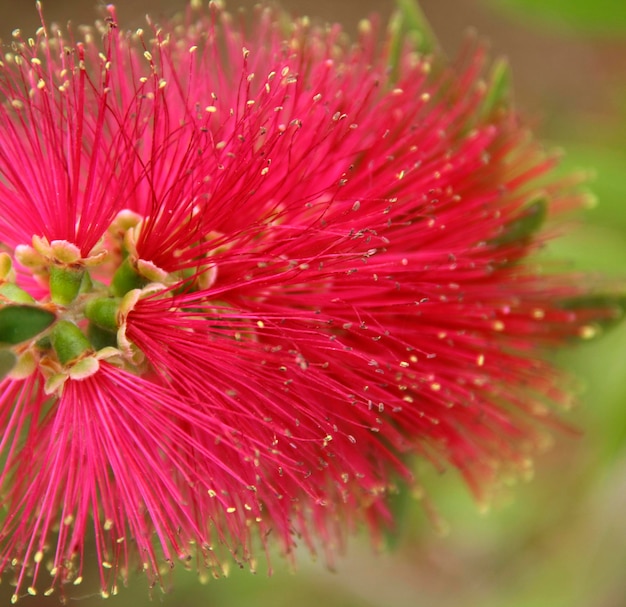 Photo calliandra