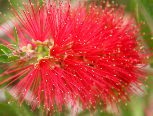 Photo calliandra