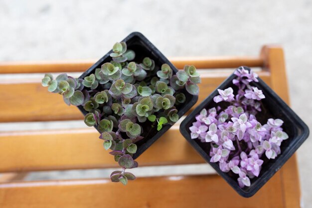 Foto callisia groen en roze zaailingen van callisia bloemen planten op een houten tafel moderne binnenplanten