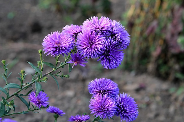 庭の紫色の花の背景画像のカリステフスの花