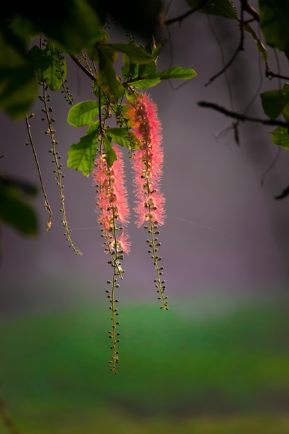 Callistemon Citrinus