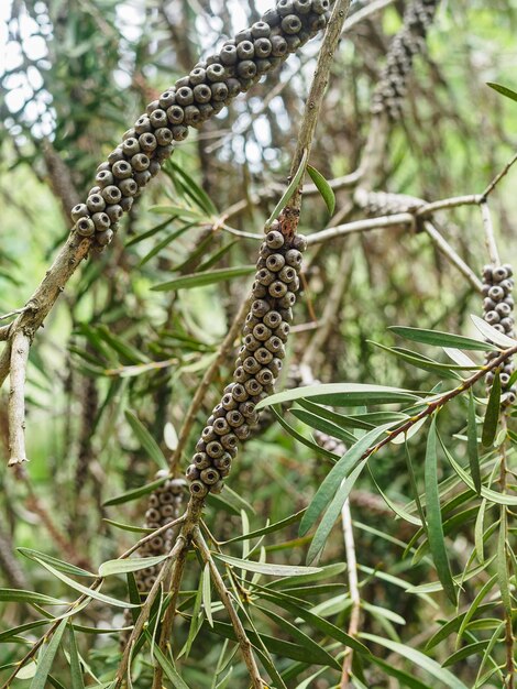 Callistemon 과일 밝은 빨간색 근접 촬영