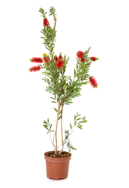 Callistemon geïsoleerd