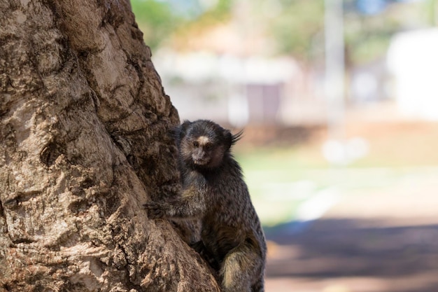 Callithrixブラジルで非常に一般的なマーモセット種、Sagui大西洋岸森林Biomeブラジル野生動物コンセプトImagexAxA