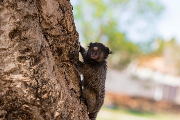 Callithrix Very Common marmoset species in Brazil named Sagui Atlantic forest Biome Brazilian Wild animal Concept ImagexAxA