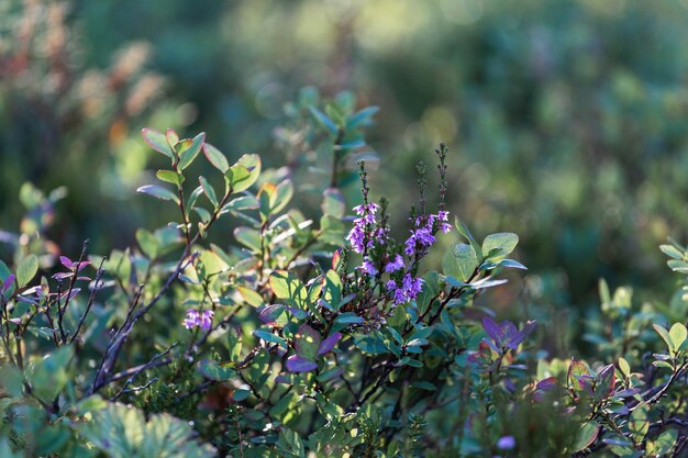 Calluna vulgaris 헤더는 숲에 핀다