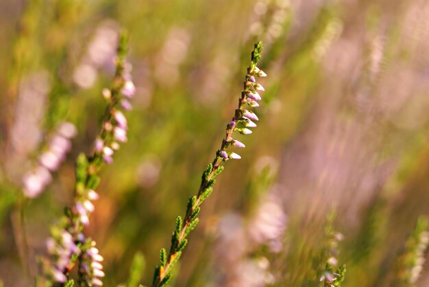 전성기의 Calluna vulgaris는 흐릿한 배경에 가깝습니다.