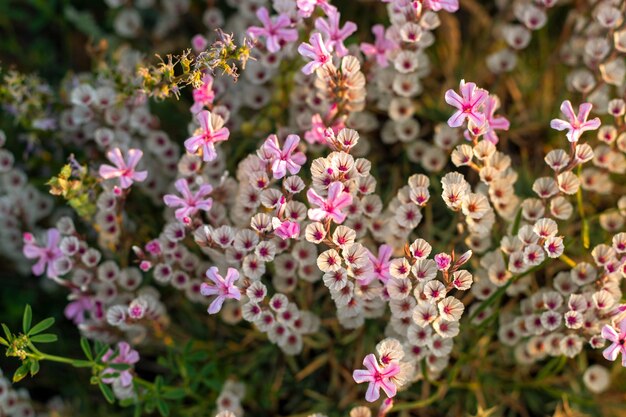 Calluna vulgaris 또는 Ling은 초원의 꽃 배경 분홍색 꽃으로