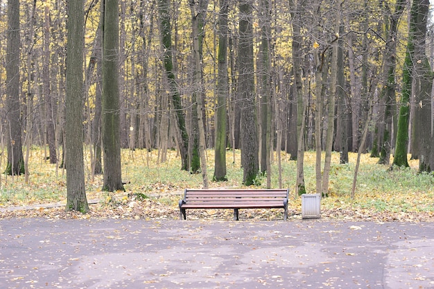 Спокойный осенний парк с опавшими листьями и скамейкой - осенний пейзаж