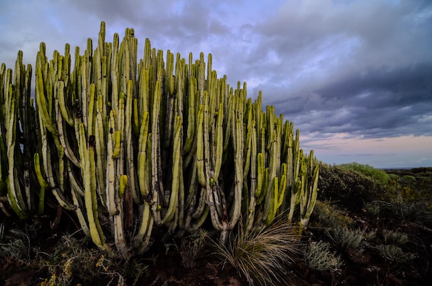 Calm Cactus Desert Sunset