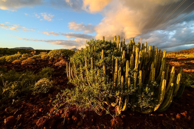 Calm Cactus Desert Sunset