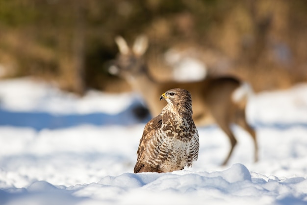 Calm common buzzard observing the surroundings of winter forest.