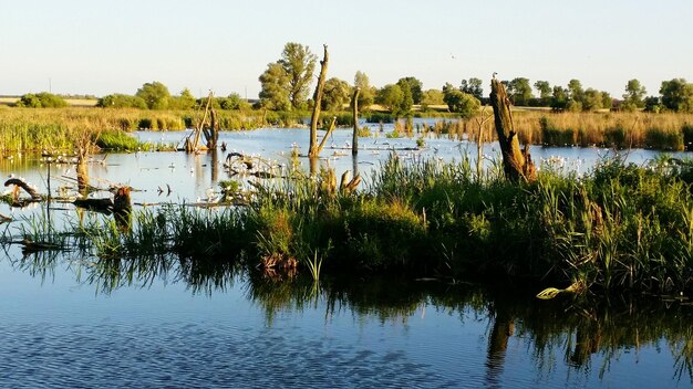 Foto calmo lago di campagna contro le piante