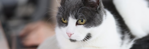 Calm fluffy white and grey domestic cat chilling on sofa