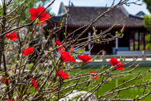 Calm Garden traditionele Chinese architectuur met stenen beeldentuin en meer in Malta