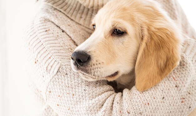 Calm golden retriever dog