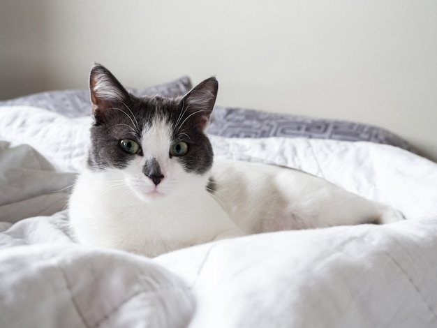 calm gray and white cat lies on the bed in the bedroom