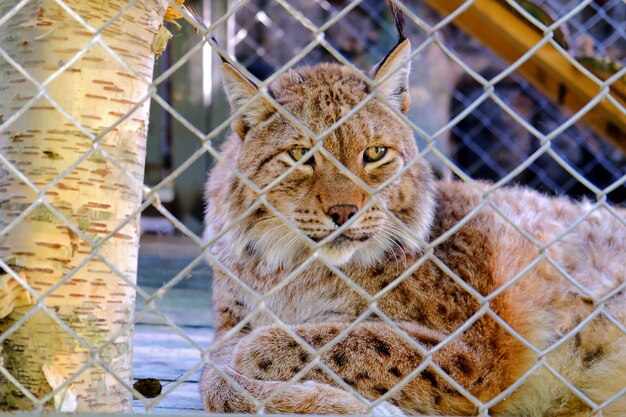 A calm lynx lies in an enclosure behind a mesh fence at a zoo Soft focus