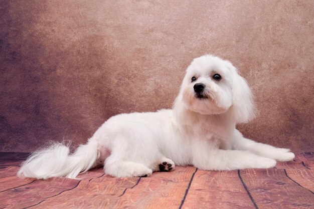 A calm Maltese lapdog lies and looks up