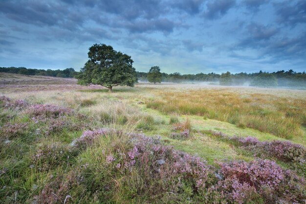 calm misty morning on marsh with heather