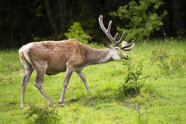 Calm red deer eating bush on meadow during summer.