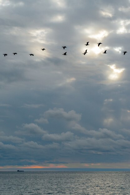 Calm sea and blue sky with white cirrus clouds. The sun shines through the clouds. A flock of birds flies in the sky. Feeling of calmness, coolness, relaxation.