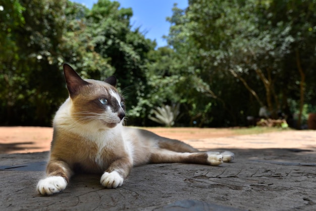 Calm sitting cat in a garden