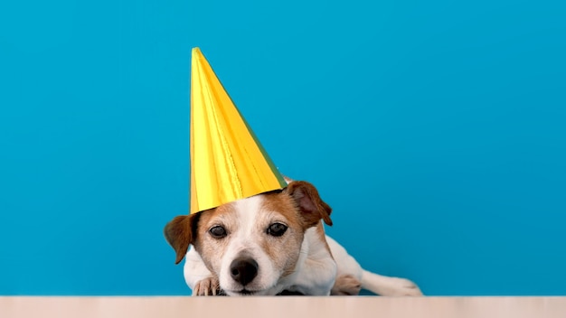 おかしいパーティーハットで穏やかな小さなジャックラッセルテリア犬