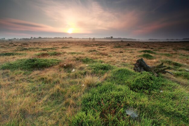 Photo calm sunrise over summer meadow