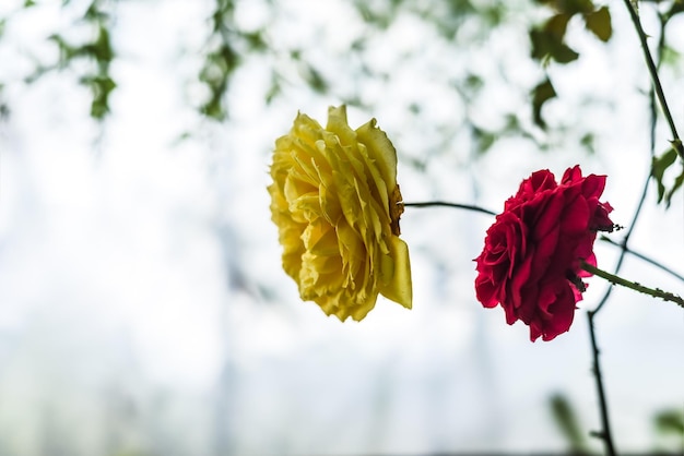 Спокойный вид на две разные розы на спокойном фоне