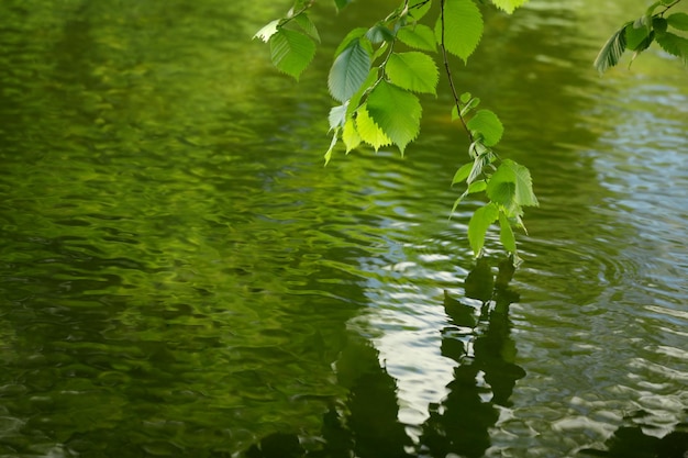 Calm water with tree branch