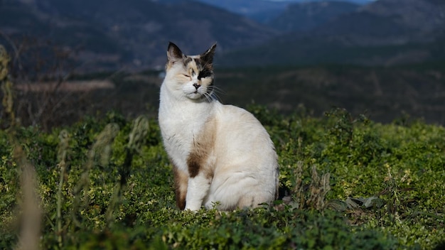 Photo calm white cat with closed eyes on the mountain among the greenery