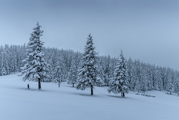 A calm winter scene. Firs covered with snow stand in a fog. Beautiful scenery on the edge of the forest. Happy New Year