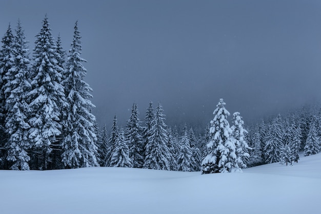 Una calma scena invernale. abeti coperti di neve stanno in una nebbia. splendido scenario ai margini della foresta. felice anno nuovo