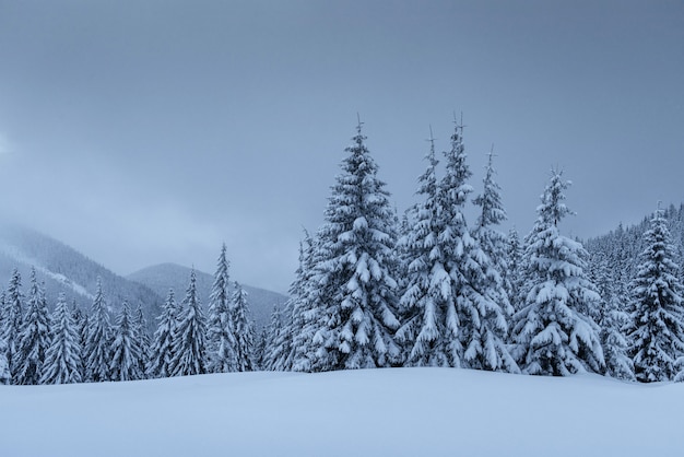 A calm winter scene. Firs covered with snow stand in a fog. Beautiful scenery on the edge of the forest. Happy New Year