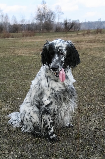 Calmly sitting beautiful english setter. Siberia. Russia.