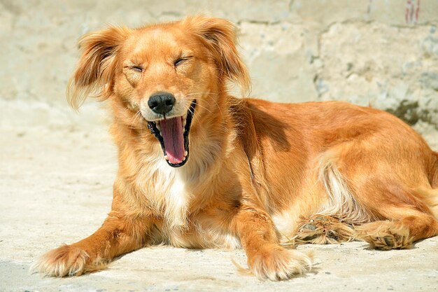 灰色の背景に静かに座っている犬の赤いスーツ