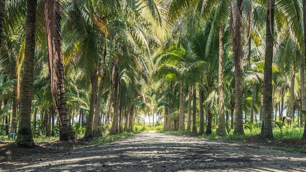 Photo calmness and shady in greenery coconut grove with natural sunlight