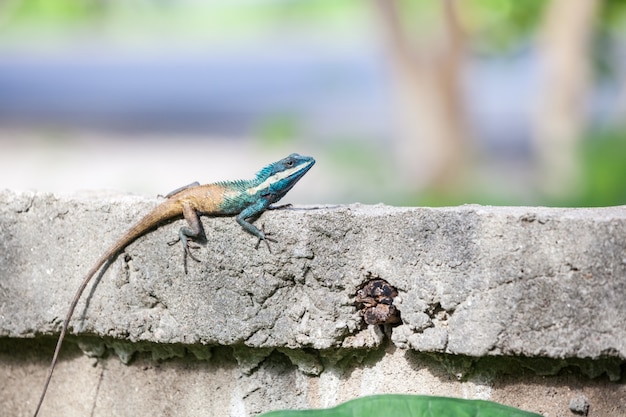 Photo an calotes mystaceus