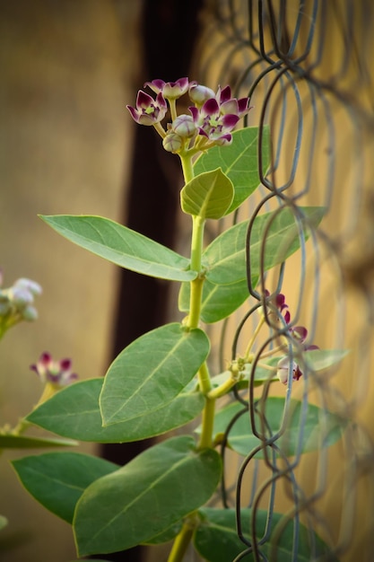 Photo calotropis bloom by chain link fence in garden