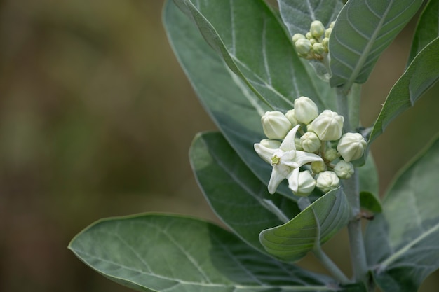 사진 calotropis 꽃