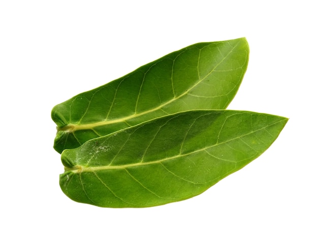 Calotropis gigantea bladeren of gigantische calotrope blad geïsoleerd op een witte achtergrond