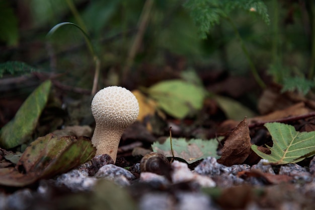 Calvatia excipuliformis Lycoperdon perlatum 버섯 수평