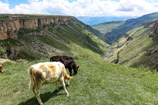 Calves on the background of the Khunzakh valley Khunzakh waterfalls Dagestan 2021