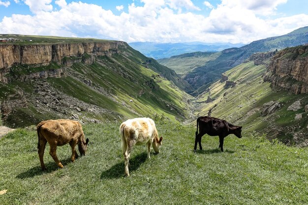 Calves on the background of the Khunzakh valley Khunzakh waterfalls Dagestan 2021